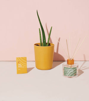 Find Balance - Grounding Aloe Kit - Eden Lifestyle