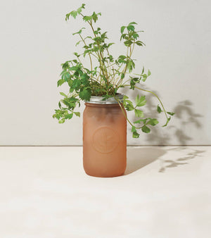Garden Jar - Parsley - Eden Lifestyle