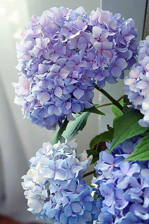 Paint by Numbers Kits - Happily Hydrangea - Eden Lifestyle