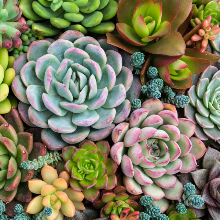 Paint by Numbers Kits - Sensitive Succulents - Eden Lifestyle