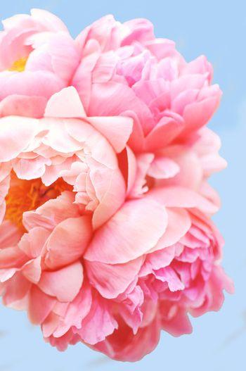 Pink Picasso, Gifts - Care Package,  Paint by Numbers Kits - Perfect Petals