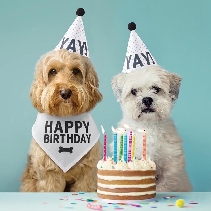 Pet Birthday Book Box - Eden Lifestyle