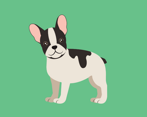 Paint by Number Kit - Frenchie French - Eden Lifestyle