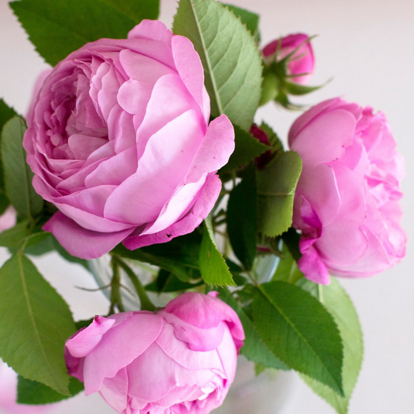 Pink Picasso, Gifts - Care Package,  Paint by Numbers Kit - Beautiful Blooms