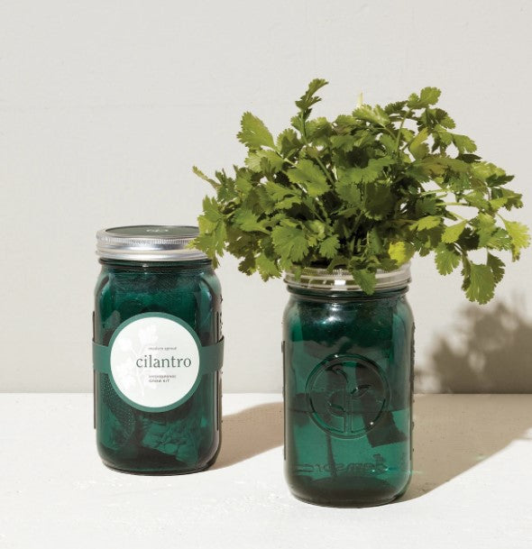 Modern Sprout, Gifts - Other,  Garden Jars - Cilantro