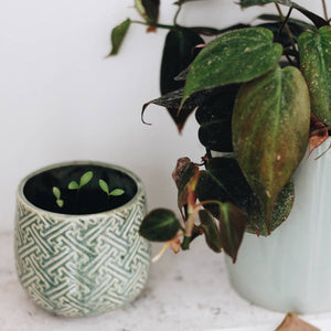 Ida | Growing Candle, 10 oz soy wax, wildflower seed label - Eden Lifestyle