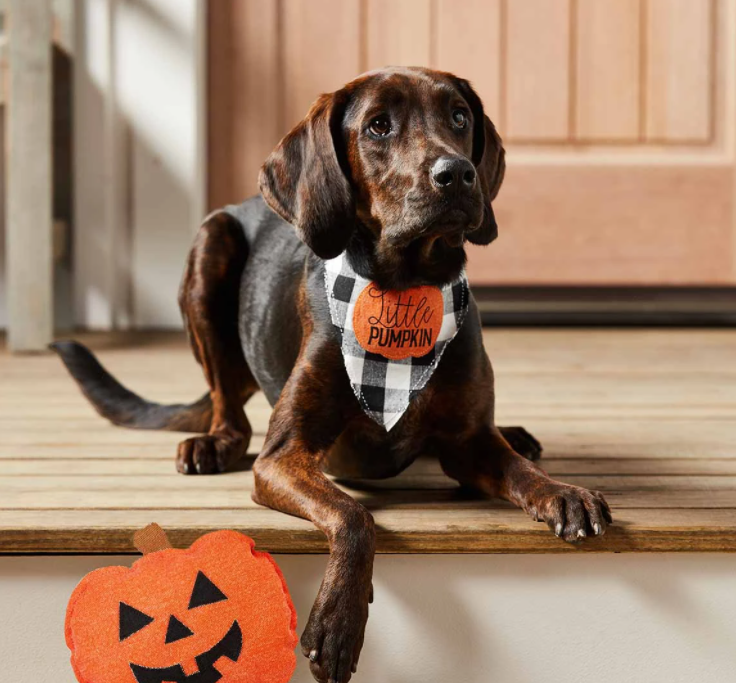Mud Pie Halloween Pet Bandana and Toy Set - Eden Lifestyle