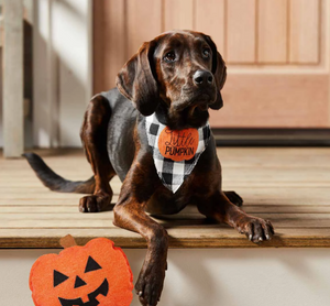 Mud Pie Halloween Pet Bandana and Toy Set - Eden Lifestyle